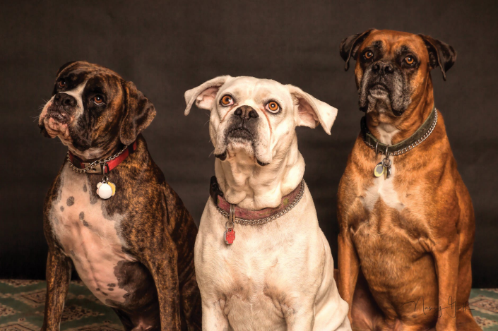 Tips for Keeping Your Dogs Happy and Healthy