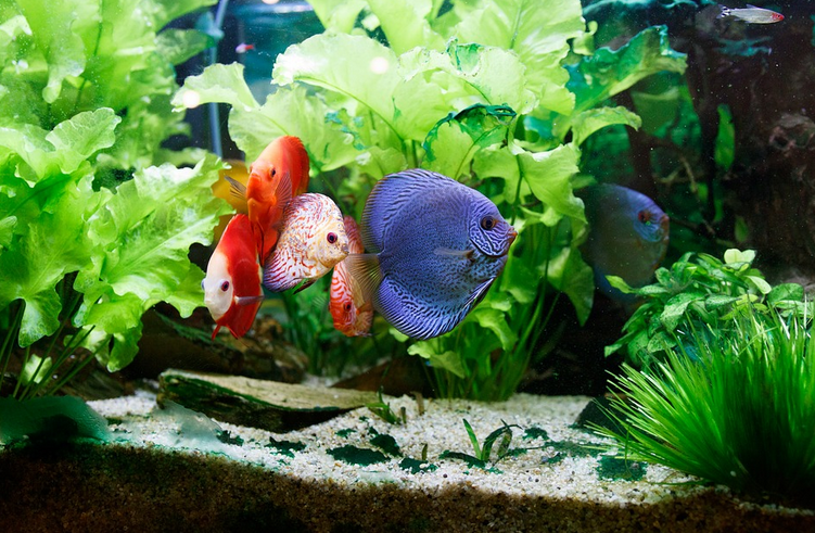 Five Maintenance Tips for Your Aquarium