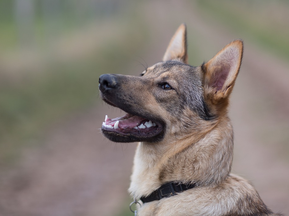 Factors to Consider When Choosing a Dog Collar