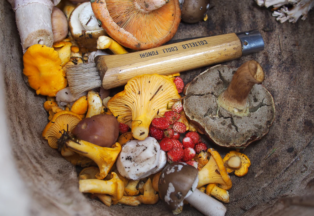 Factors to Consider When Buying Magic Mushrooms